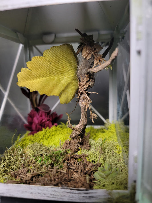 Lantern of the Mummified Woodland Fairy